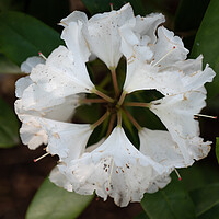 Buy canvas prints of Rhododendron Yakushimanum Nakai White Flower by Artur Bogacki