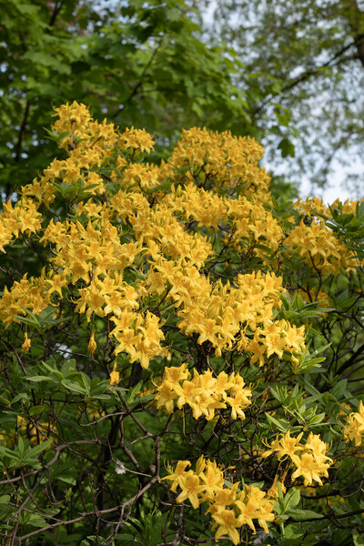 Rhododendron Luteum Sweet Yellow Flowers Picture Board by Artur Bogacki