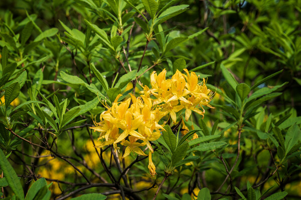 Rhododendron Luteum Sweet Flowers In Bloom Picture Board by Artur Bogacki