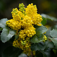 Buy canvas prints of Holly-leaved Barberry Flower by Artur Bogacki