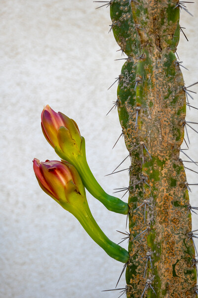 Cereus Hildmannianus Cactus With Flowers Picture Board by Artur Bogacki