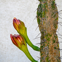 Buy canvas prints of Cereus Hildmannianus Cactus With Flowers by Artur Bogacki