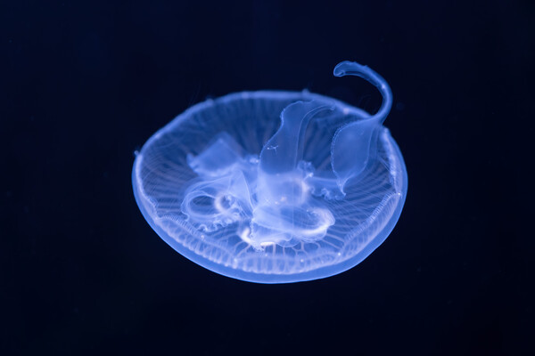 Moon Jellyfish In The Dark Picture Board by Artur Bogacki