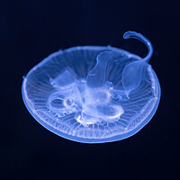 Buy canvas prints of Moon Jellyfish In The Dark by Artur Bogacki