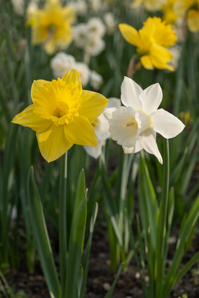 Narcissus Daffodil Yellow And White Flowers Picture Board by Artur Bogacki