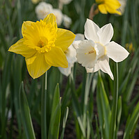 Buy canvas prints of Narcissus Daffodil Yellow And White Flowers by Artur Bogacki