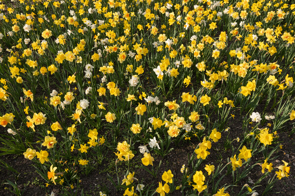 Narcissus Daffodil Blooming Flowers Field Picture Board by Artur Bogacki