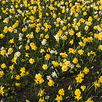Buy canvas prints of Narcissus Daffodil Blooming Flowers Field by Artur Bogacki