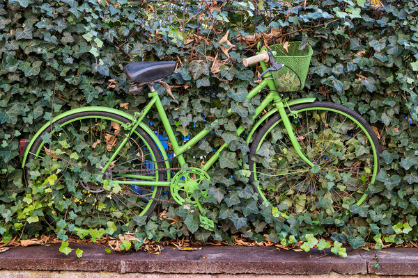 Green Vintage Bicycle At Plants Covered Fence Picture Board by Artur Bogacki