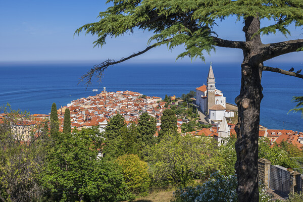 Town Of Piran By The Adriatic Sea In Slovenia Picture Board by Artur Bogacki