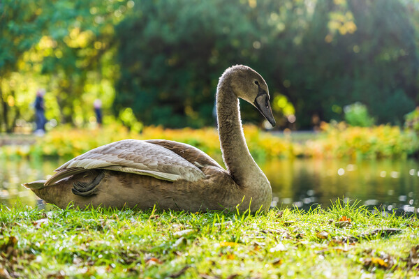 Young Swan In Sunlight On Lake Shore Picture Board by Artur Bogacki