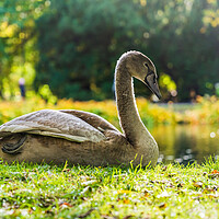 Buy canvas prints of Young Swan In Sunlight On Lake Shore by Artur Bogacki