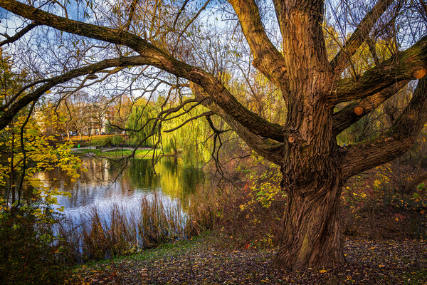 Moczydło Park Autumn Landscape In Warsaw Picture Board by Artur Bogacki