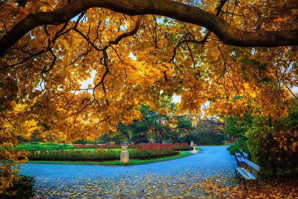 Autumn In Park Ujazdowski In Warsaw Picture Board by Artur Bogacki