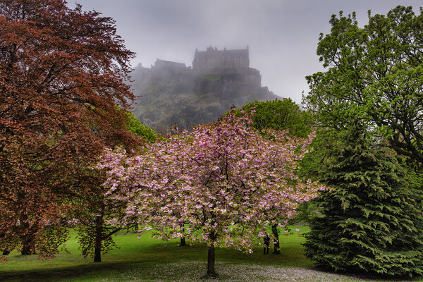 Princes Street Gardens And Edinburgh Castle In Fog Picture Board by Artur Bogacki