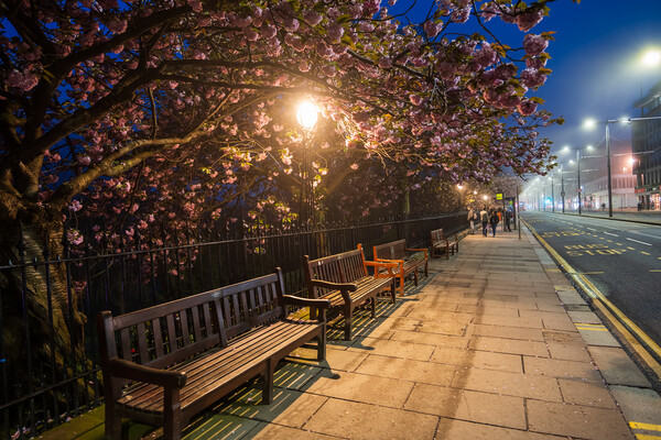 Spring At Princes St Sidewalk In Edinburgh At Night Picture Board by Artur Bogacki