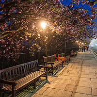 Buy canvas prints of Spring At Princes St Sidewalk In Edinburgh At Night by Artur Bogacki