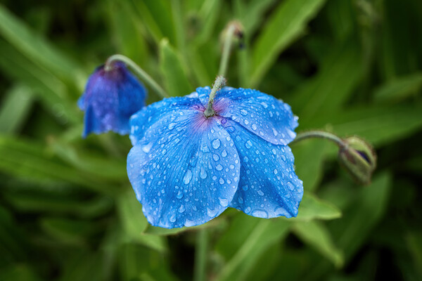 Meconopsis Slieve Donard Himalayan Blue Poppy Picture Board by Artur Bogacki