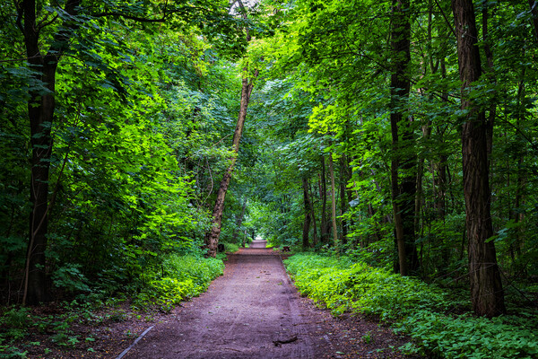 Path Through Green Forest Park Picture Board by Artur Bogacki