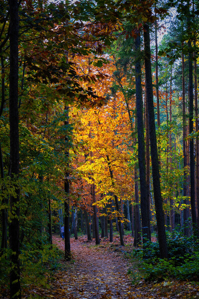 Sunset In Autumn Forest Picture Board by Artur Bogacki