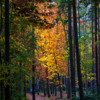 Buy canvas prints of Sunset In Autumn Forest by Artur Bogacki
