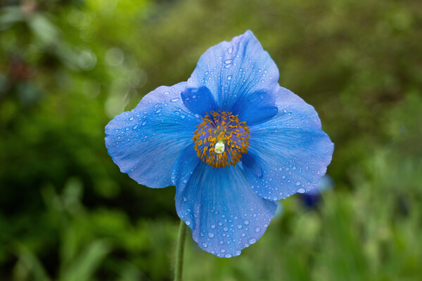 Himalayan Blue Poppy Meconopsis Slieve Donard Picture Board by Artur Bogacki