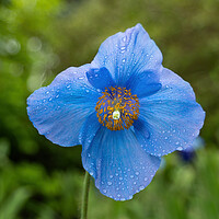 Buy canvas prints of Himalayan Blue Poppy Meconopsis Slieve Donard by Artur Bogacki