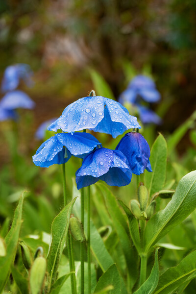 Himalayan Blue Poppy Meconopsis Slieve Donard Picture Board by Artur Bogacki