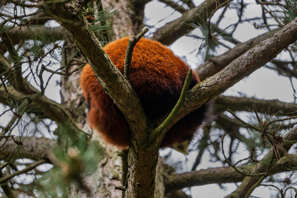 Red Panda Furry Ball In The Tree Picture Board by Artur Bogacki