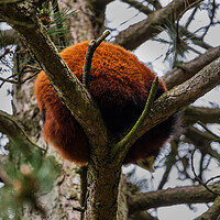 Buy canvas prints of Red Panda Furry Ball In The Tree by Artur Bogacki