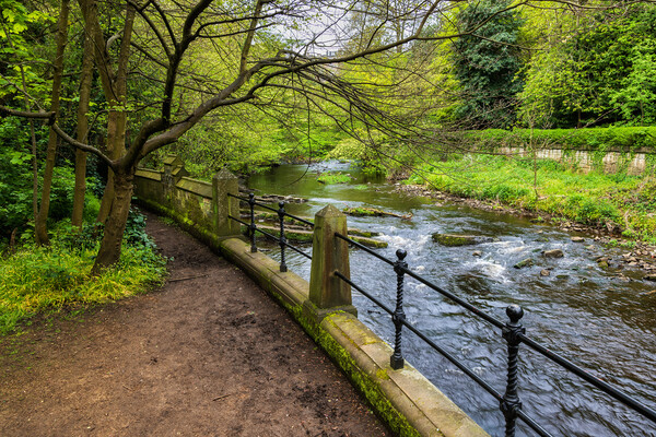 Water of Leith River in Edinburgh Picture Board by Artur Bogacki