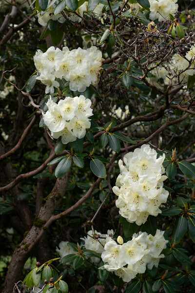 Rhododendron Roza Stevenson Flowers Picture Board by Artur Bogacki