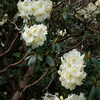 Buy canvas prints of Rhododendron Roza Stevenson Flowers by Artur Bogacki