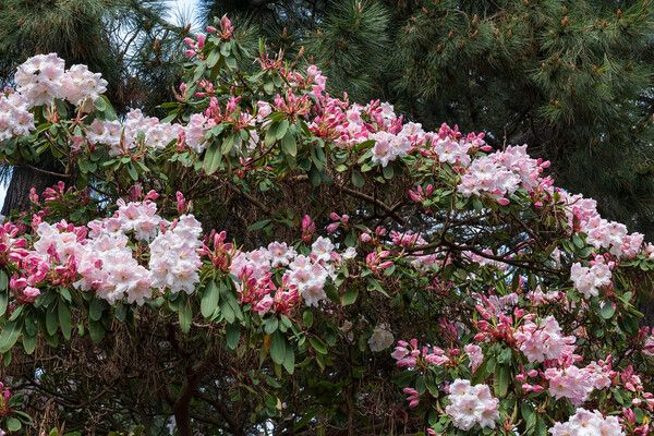 Flowers of Rhododendron Loderi Picture Board by Artur Bogacki