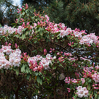 Buy canvas prints of Flowers of Rhododendron Loderi by Artur Bogacki
