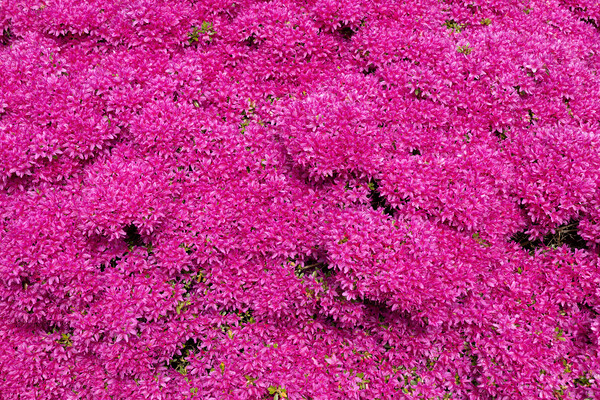 Rhododendron Hatsugiri Flowers Background Picture Board by Artur Bogacki