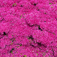 Buy canvas prints of Rhododendron Hatsugiri Flowers Background by Artur Bogacki