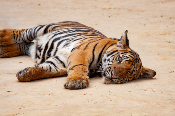 Indochinese Tiger Juvenile Picture Board by Artur Bogacki