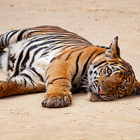 Buy canvas prints of Indochinese Tiger Juvenile by Artur Bogacki