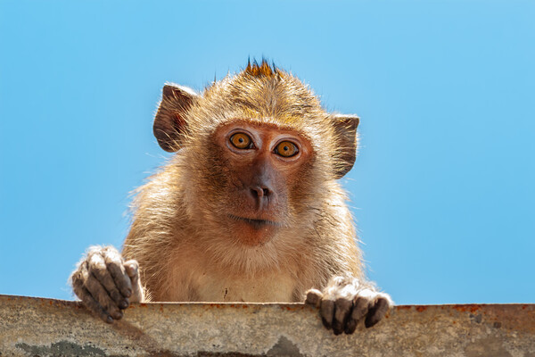 Portrait of Crab-eating Macaque Picture Board by Artur Bogacki