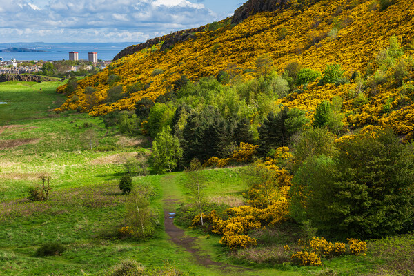 Scottish Lowlands Landscape In Spring Picture Board by Artur Bogacki