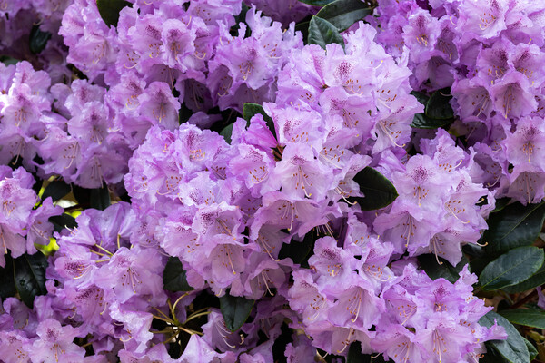 Rhododendron Susan Blooming Flowers Picture Board by Artur Bogacki