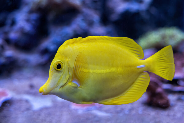 Yellow Tang Zebrasoma Flavescens Fish Picture Board by Artur Bogacki