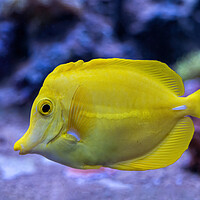 Buy canvas prints of Yellow Tang Zebrasoma Flavescens Fish by Artur Bogacki