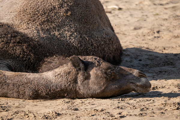 Dromedary Camel Lying On The Ground Picture Board by Artur Bogacki