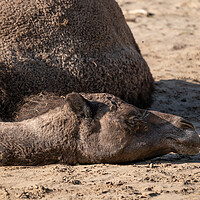 Buy canvas prints of Dromedary Camel Lying On The Ground by Artur Bogacki