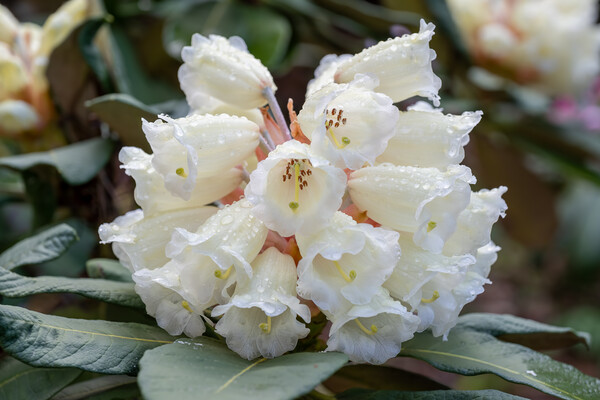 Rhododendron Sinofalconeri White Flowers Picture Board by Artur Bogacki