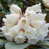 Buy canvas prints of Rhododendron Sinofalconeri White Flowers by Artur Bogacki