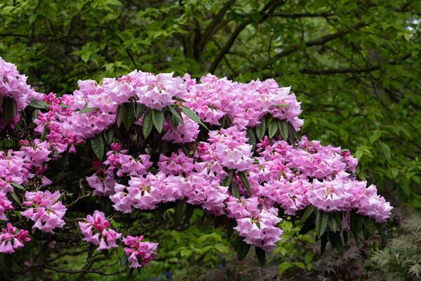 Blooming Flowers Of Rhododendron Argyrophyllum Picture Board by Artur Bogacki