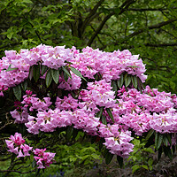Buy canvas prints of Blooming Flowers Of Rhododendron Argyrophyllum by Artur Bogacki